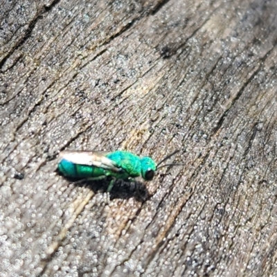 Primeuchroeus sp. (genus) (Cuckoo Wasp) at ANBG - 8 Jan 2024 by RangerGregor