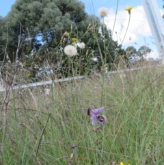 Lasioglossum (Chilalictus) sp. (genus & subgenus) (Halictid bee) at Saint Mark's Grassland, Barton - 11 Jan 2024 by julbell1