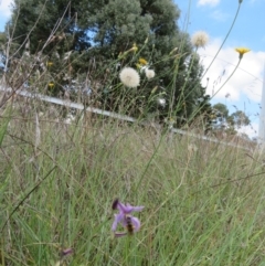 Lasioglossum (Chilalictus) sp. (genus & subgenus) at St Marks Grassland (SMN) - 11 Jan 2024