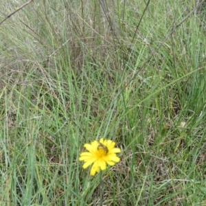 Lasioglossum (Chilalictus) sp. (genus & subgenus) at St Marks Grassland (SMN) - 11 Jan 2024