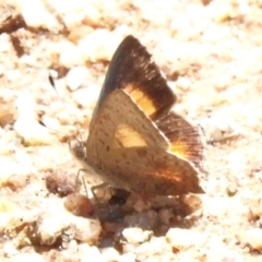 Paralucia aurifera (Bright Copper) at Tharwa, ACT - 10 Jan 2024 by JohnBundock