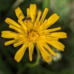 Lasioglossum (Homalictus) sp. (genus & subgenus) (Furrow Bee) at Ainslie Volcanics Grassland (AGQ) - 11 Jan 2024 by emmelinenorris