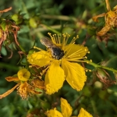 Lasioglossum (Chilalictus) sp. (genus & subgenus) (Halictid bee) at Braddon, ACT - 10 Jan 2024 by emmelinenorris