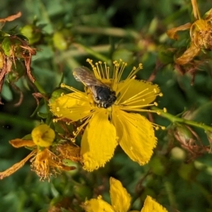 Lasioglossum (Chilalictus) sp. (genus & subgenus) at Ainslie Volcanics Grassland (AGQ) - 11 Jan 2024 09:00 AM