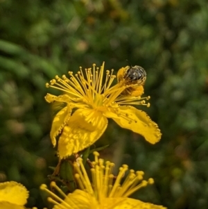 Lasioglossum (Chilalictus) sp. (genus & subgenus) at Ainslie Volcanics Grassland (AGQ) - 11 Jan 2024 09:00 AM