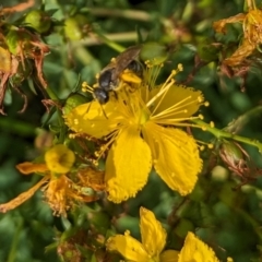 Lasioglossum (Chilalictus) sp. (genus & subgenus) at Ainslie Volcanics Grassland (AGQ) - 11 Jan 2024 09:00 AM