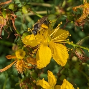 Lasioglossum (Chilalictus) sp. (genus & subgenus) at Ainslie Volcanics Grassland (AGQ) - 11 Jan 2024 09:00 AM