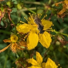 Lasioglossum (Chilalictus) sp. (genus & subgenus) at Ainslie Volcanics Grassland (AGQ) - 11 Jan 2024 09:00 AM