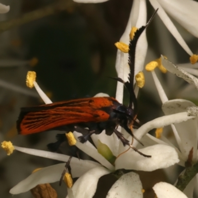 Snellenia lineata (A concealer moth) at Mount Ainslie - 10 Jan 2024 by jb2602