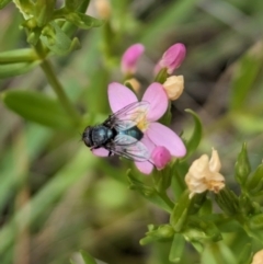 Calliphora vicina (European bluebottle) at Ainslie Volcanics Grassland (AGQ) - 10 Jan 2024 by emmelinenorris