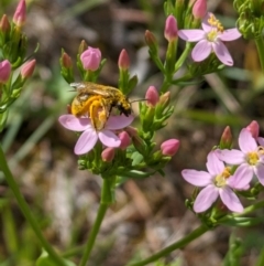 Lasioglossum (Chilalictus) sp. (genus & subgenus) (Halictid bee) at Ainslie Volcanics Grassland (AGQ) - 10 Jan 2024 by emmelinenorris