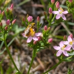 Lasioglossum (Chilalictus) sp. (genus & subgenus) at Ainslie Volcanics Grassland (AGQ) - 11 Jan 2024 09:17 AM