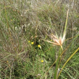 Pieris rapae at St Marks Grassland (SMN) - 11 Jan 2024