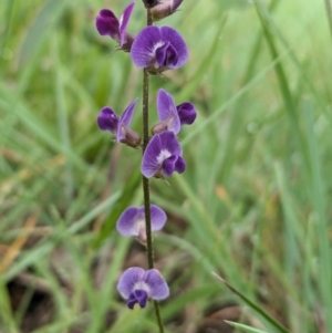 Glycine tabacina at Ainslie Volcanics Grassland (AGQ) - 11 Jan 2024