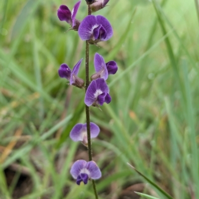 Glycine tabacina (Variable Glycine) at Ainslie Volcanics Grassland (AGQ) - 10 Jan 2024 by emmelinenorris