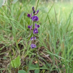 Glycine tabacina at Ainslie Volcanics Grassland (AGQ) - 11 Jan 2024