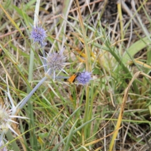 Pompilidae (family) at Franklin Grassland (FRA_5) - 5 Jan 2024 11:46 AM