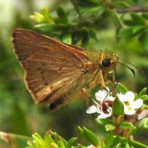 Timoconia flammeata at Namadgi National Park - 10 Jan 2024