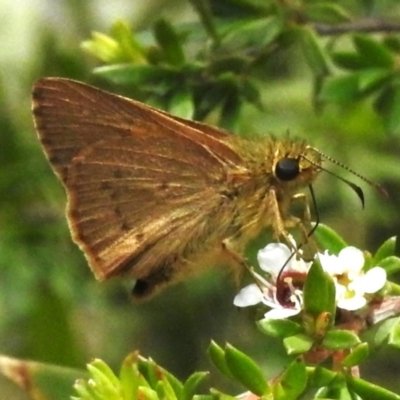 Timoconia flammeata (Bright Shield-skipper) at Namadgi National Park - 10 Jan 2024 by JohnBundock