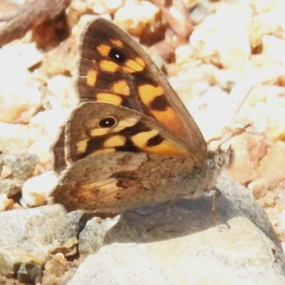 Geitoneura klugii (Marbled Xenica) at Tharwa, ACT - 10 Jan 2024 by JohnBundock