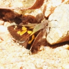 Trapezites phigalioides (Montane Ochre) at Tharwa, ACT - 10 Jan 2024 by JohnBundock