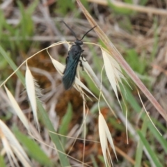 Austroscolia soror (Blue Flower Wasp) at Budjan Galindji (Franklin Grassland) Reserve - 5 Jan 2024 by JenniM