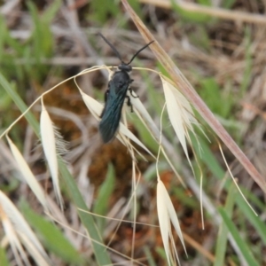 Austroscolia soror at Franklin Grassland (FRA_5) - 5 Jan 2024 11:57 AM