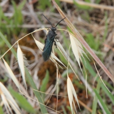 Austroscolia soror (Blue Flower Wasp) at Budjan Galindji (Franklin Grassland) Reserve - 5 Jan 2024 by JenniM