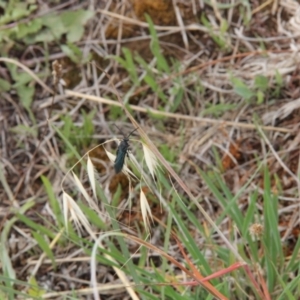 Austroscolia soror at Franklin Grassland (FRA_5) - 5 Jan 2024 11:57 AM