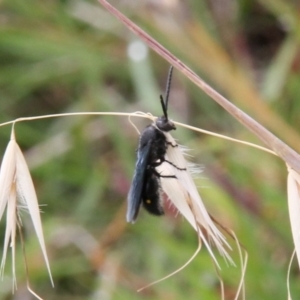 Austroscolia soror at Franklin Grassland (FRA_5) - 5 Jan 2024 11:57 AM