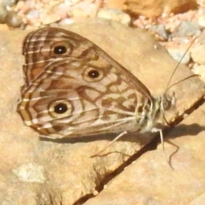 Geitoneura acantha (Ringed Xenica) at Namadgi National Park - 10 Jan 2024 by JohnBundock