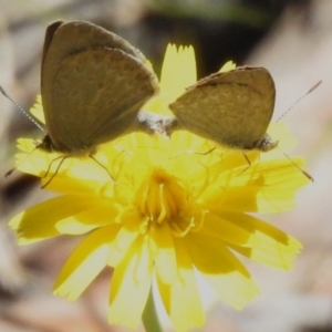 Zizina otis at Namadgi National Park - 10 Jan 2024