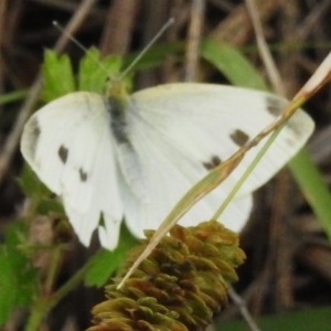 Pieris rapae at Tharwa, ACT - 10 Jan 2024