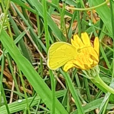 Eurema smilax (Small Grass-yellow) at Chapman, ACT - 8 Jan 2024 by SWishart