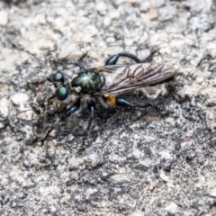 Laphria telecles (A robber-fly) at Tharwa, ACT - 6 Jan 2024 by SWishart