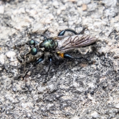 Laphria sp. (genus) (Blue-legged robber fly) at Namadgi National Park - 7 Jan 2024 by SWishart