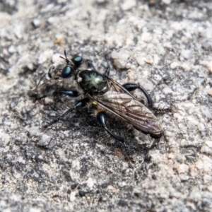 Laphria sp. (genus) at Namadgi National Park - 7 Jan 2024 10:39 AM