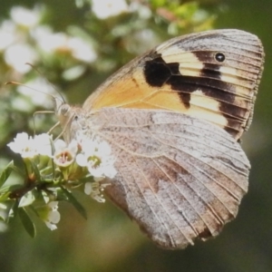 Heteronympha merope at Namadgi National Park - 10 Jan 2024 01:32 PM