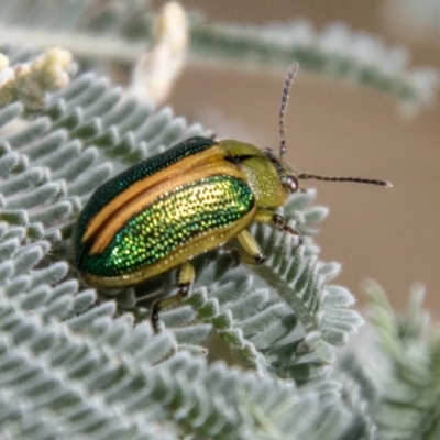 Calomela bartoni (Acacia Leaf Beetle) at Tharwa, ACT - 6 Jan 2024 by SWishart