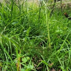 Microlaena stipoides (Weeping Grass) at Acton, ACT - 11 Jan 2024 by Steve818