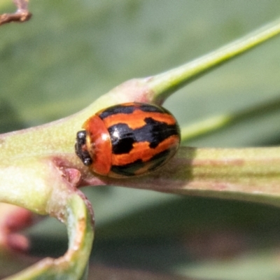 Peltoschema festiva (Leaf Beetle) at Namadgi National Park - 6 Jan 2024 by SWishart