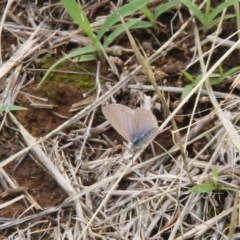 Zizina otis (Common Grass-Blue) at Budjan Galindji (Franklin Grassland) Reserve - 5 Jan 2024 by JenniM