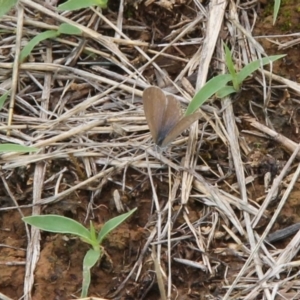 Zizina otis at Franklin Grassland (FRA_5) - 5 Jan 2024 12:07 PM