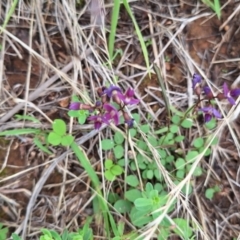 Zizina otis at Franklin Grassland (FRA_5) - 5 Jan 2024 12:07 PM