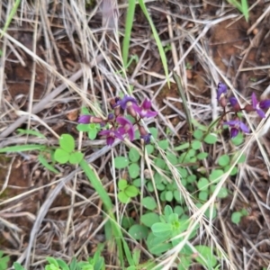 Zizina otis at Franklin Grassland (FRA_5) - 5 Jan 2024 12:07 PM