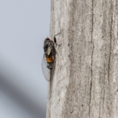 Yoyetta grandis (Red-eyed Firetail Cicada) at Tharwa, ACT - 7 Jan 2024 by SWishart