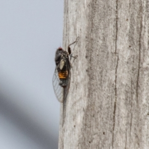 Yoyetta grandis at Namadgi National Park - 7 Jan 2024