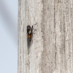 Yoyetta grandis at Namadgi National Park - 7 Jan 2024