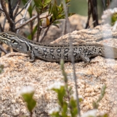 Liopholis whitii (White's Skink) at Namadgi National Park - 7 Jan 2024 by SWishart