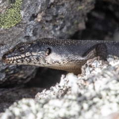 Egernia saxatilis intermedia (Black Rock Skink) at Tharwa, ACT - 7 Jan 2024 by SWishart